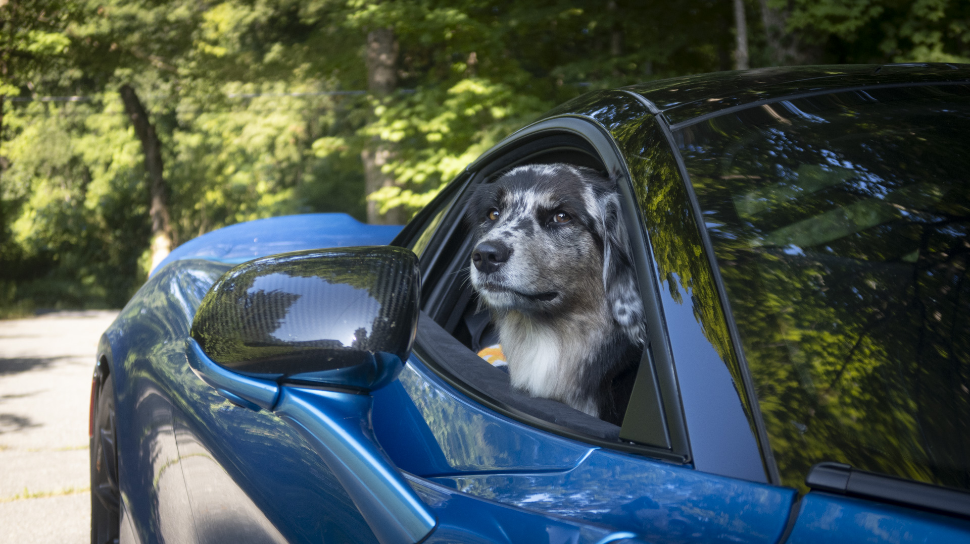 Dog in McLaren