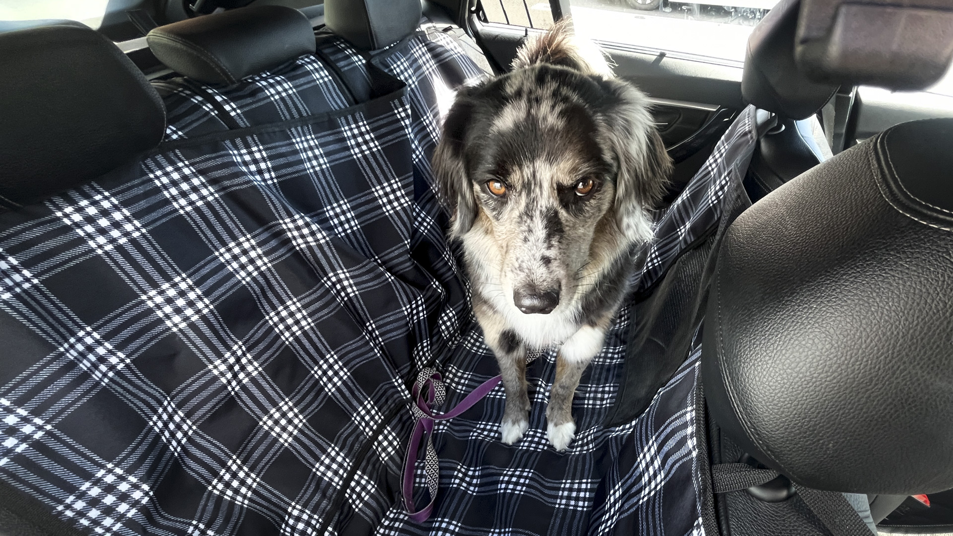 Dog in the back seat of a BMW 330.