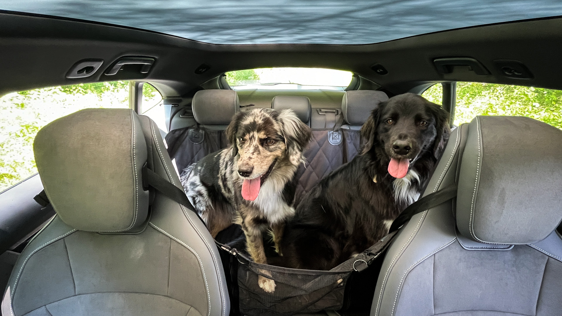 Two dogs in a Porsche.