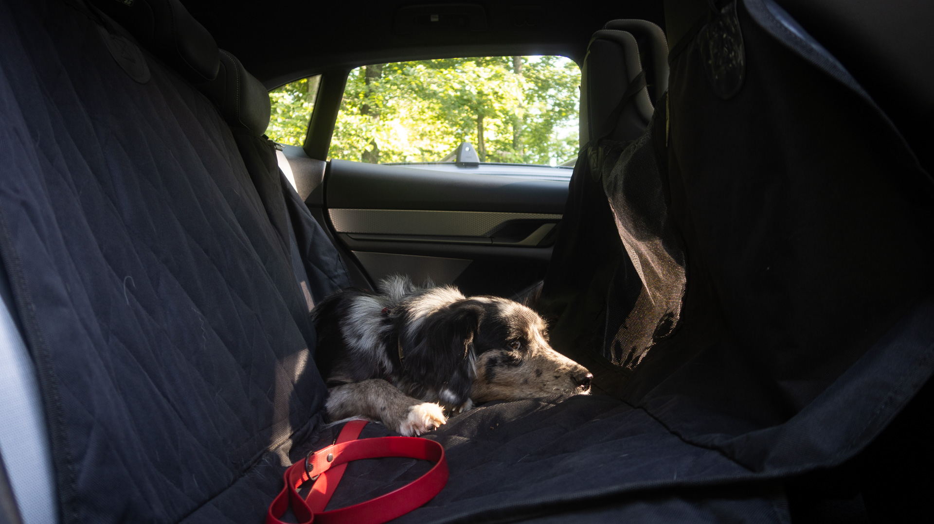 Dog sleeping in back seat of Porsche.