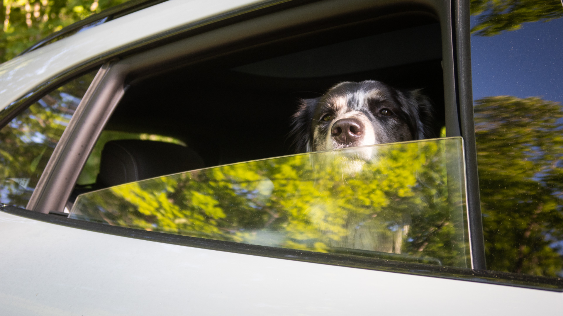 Dog riding in a Porsche with its nose out the window.
