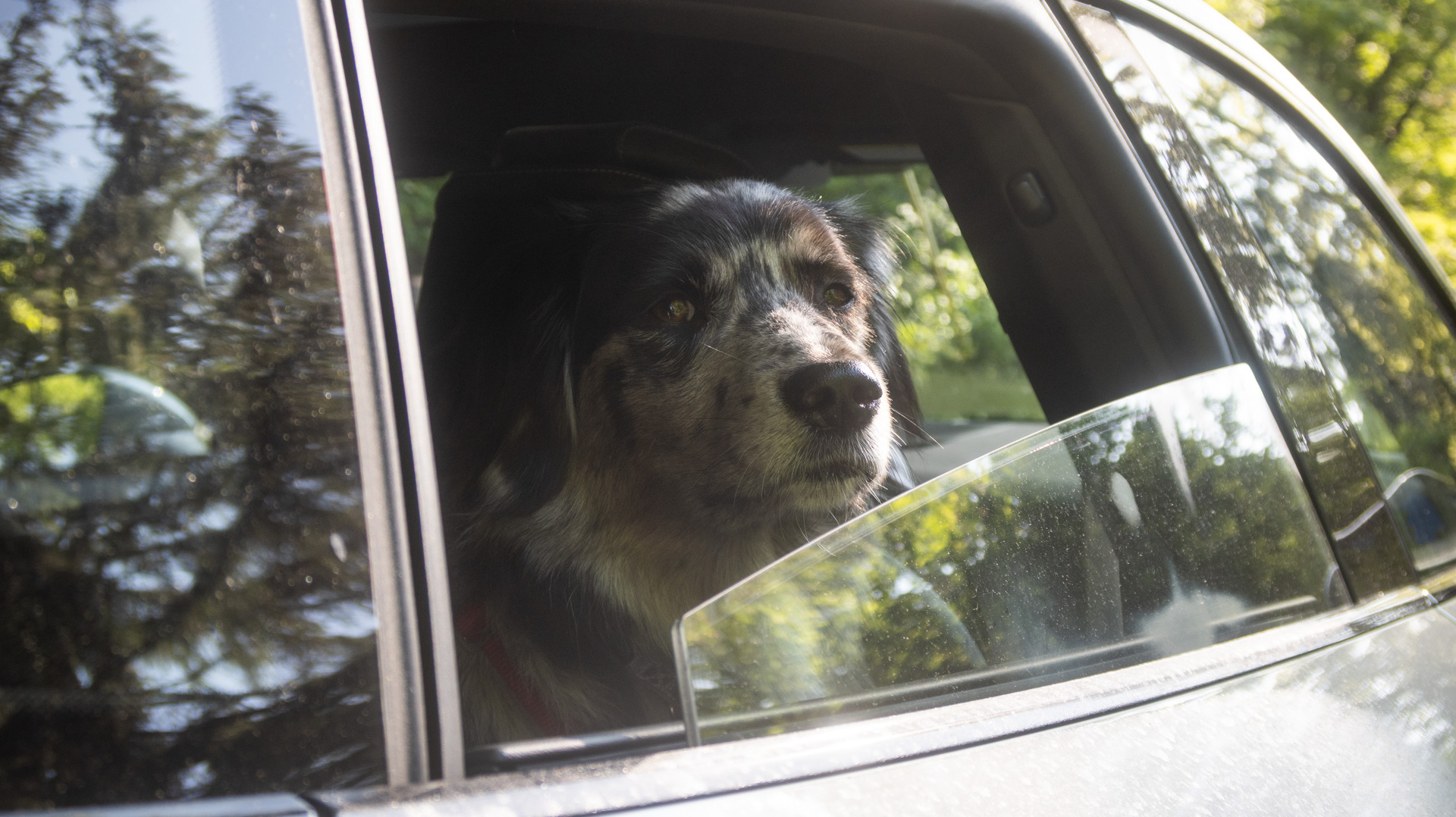 Dog riding in a Porsche with its nose out the window.