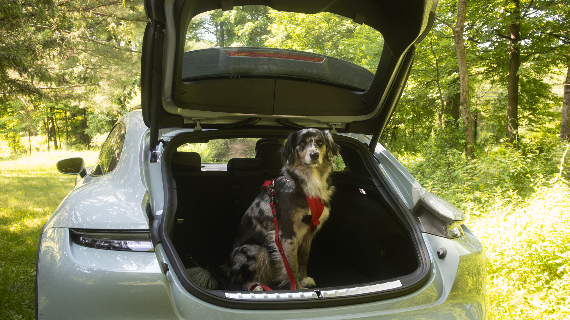 Dog in Porsche cargo hatch.