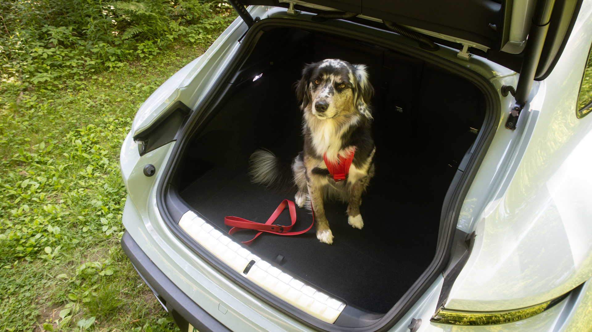 Dog in Porsche cargo hatch.