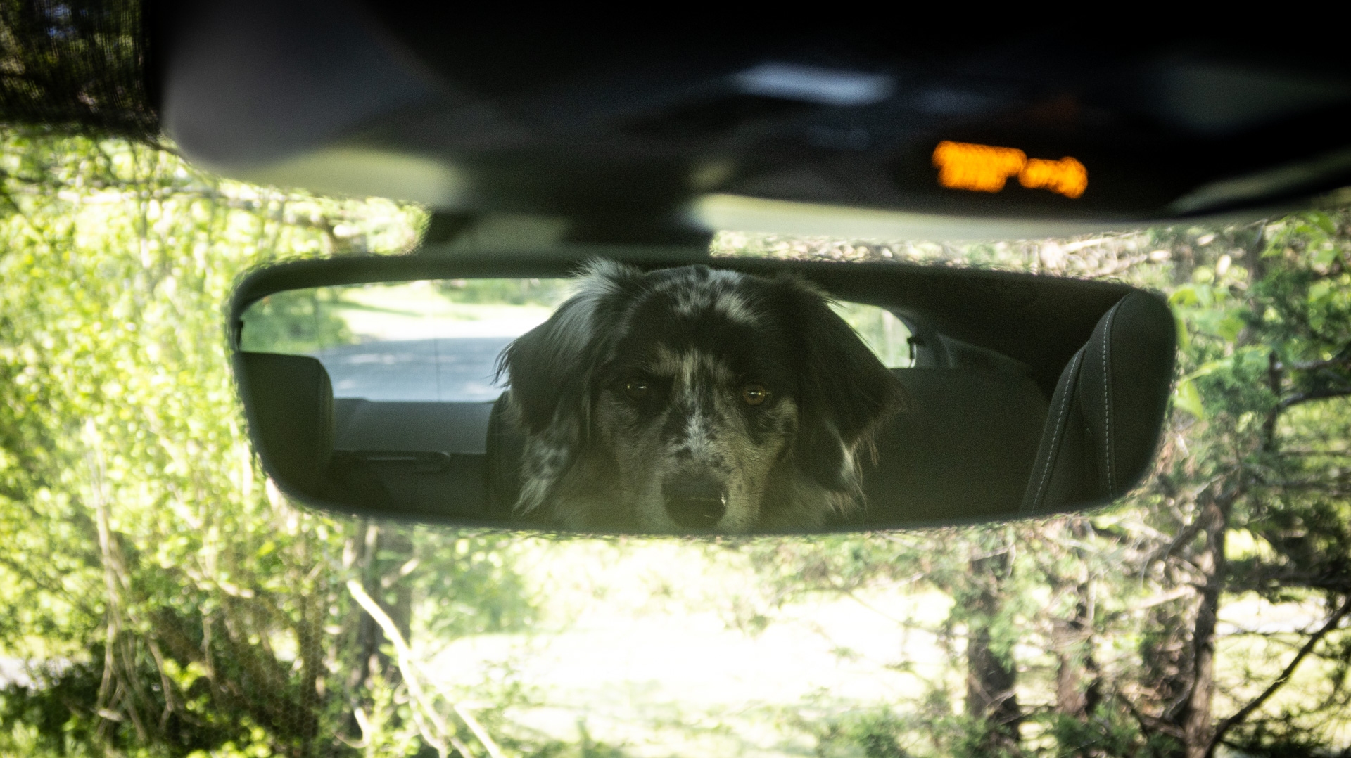 Dog in rear-view mirror.
