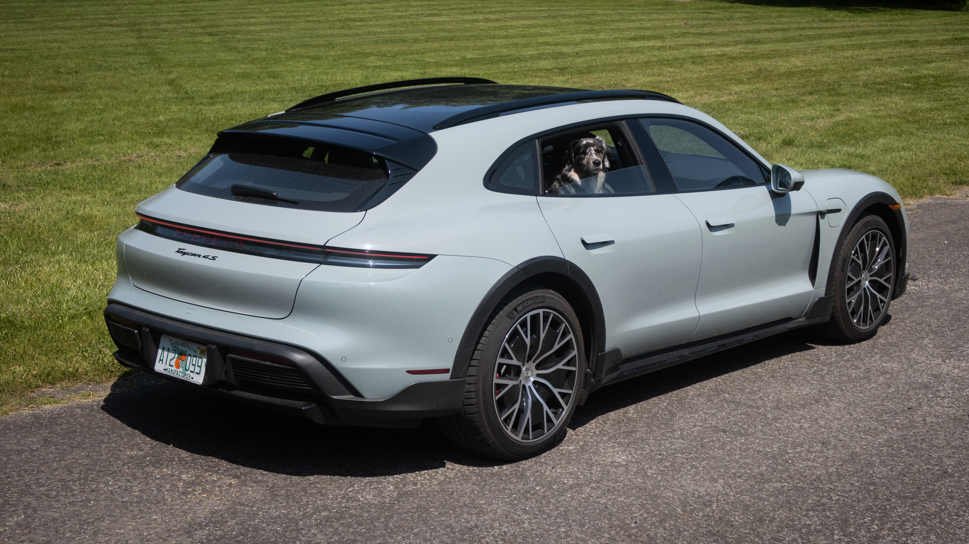 Dog in back seat of car.