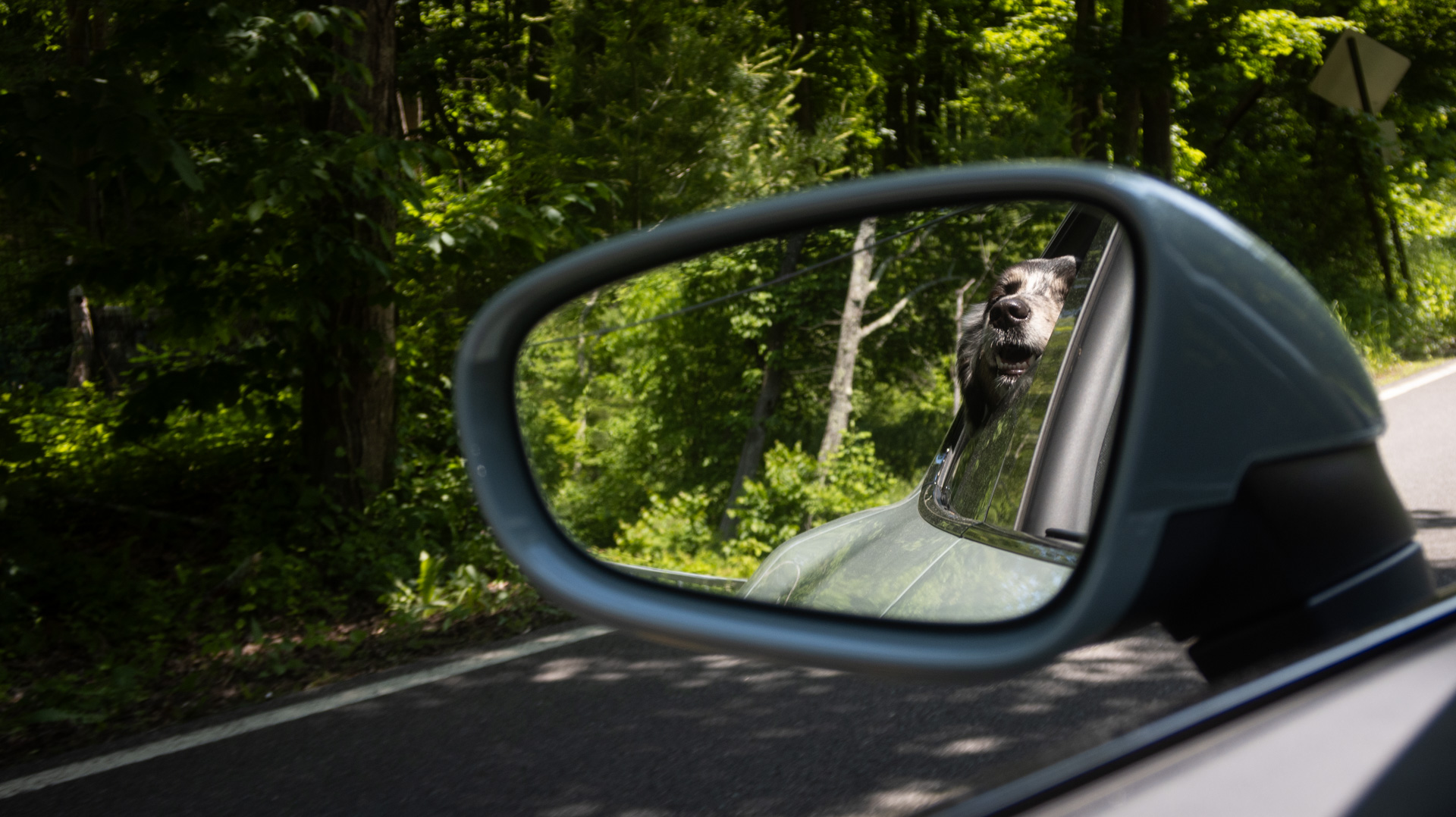 Dog riding in a Porsche with its nose out the window.