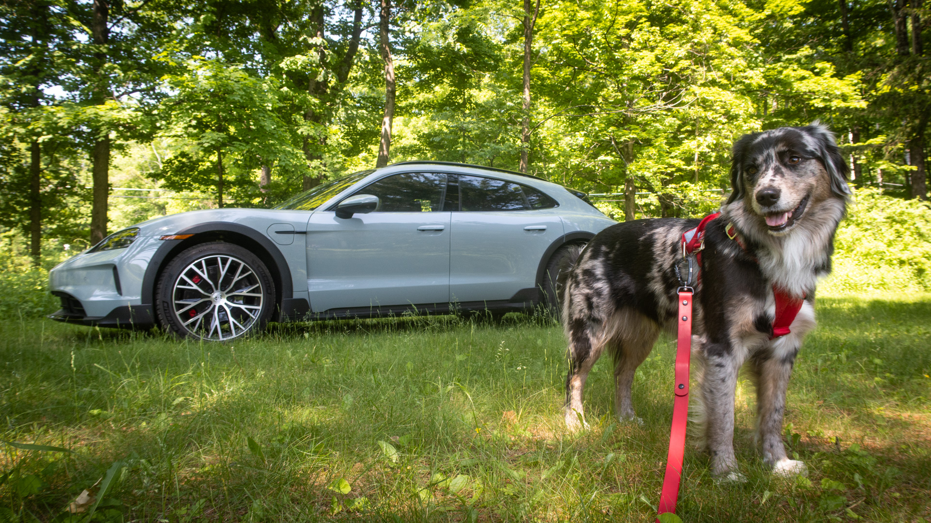 Dog with Porsche Taycan Cross Turismo