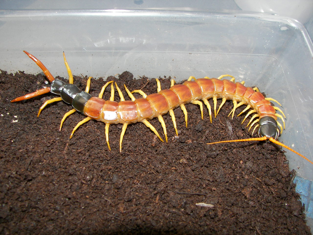 Centipede