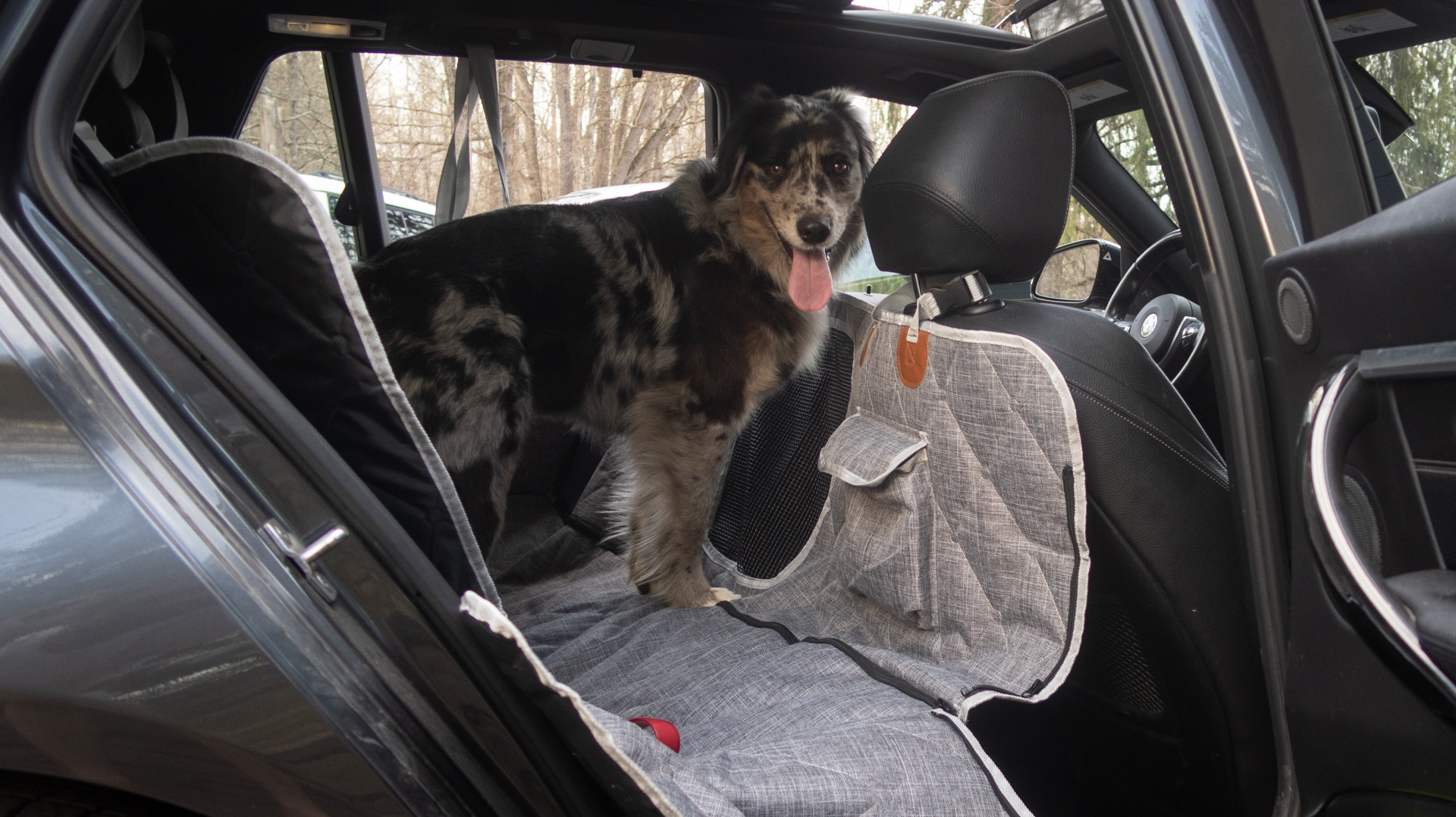 Bramble the dog tests a car-seat cover