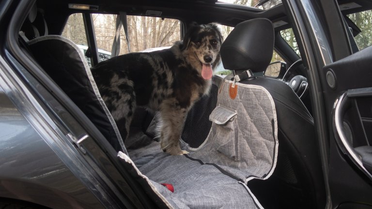 Bramble the dog tests a car-seat cover