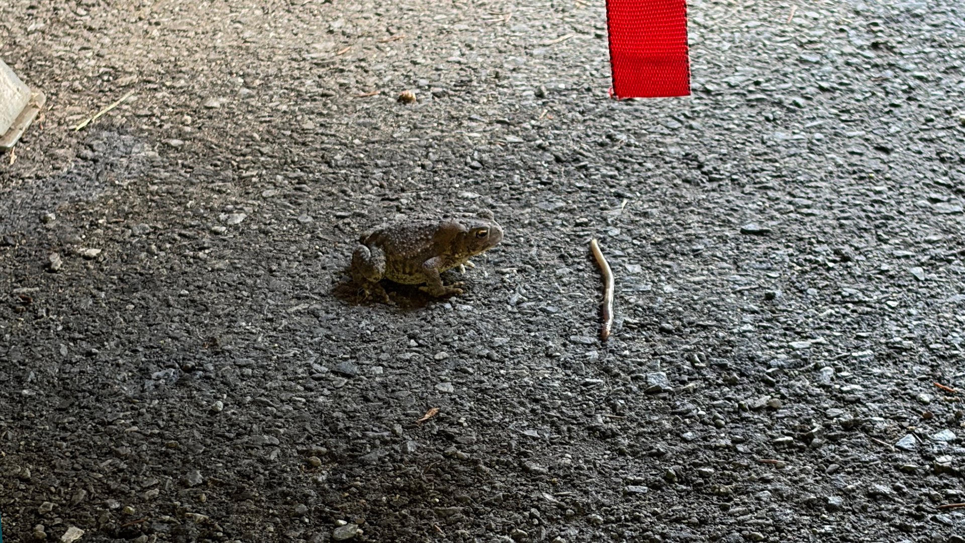 Toad and worm under a truck.