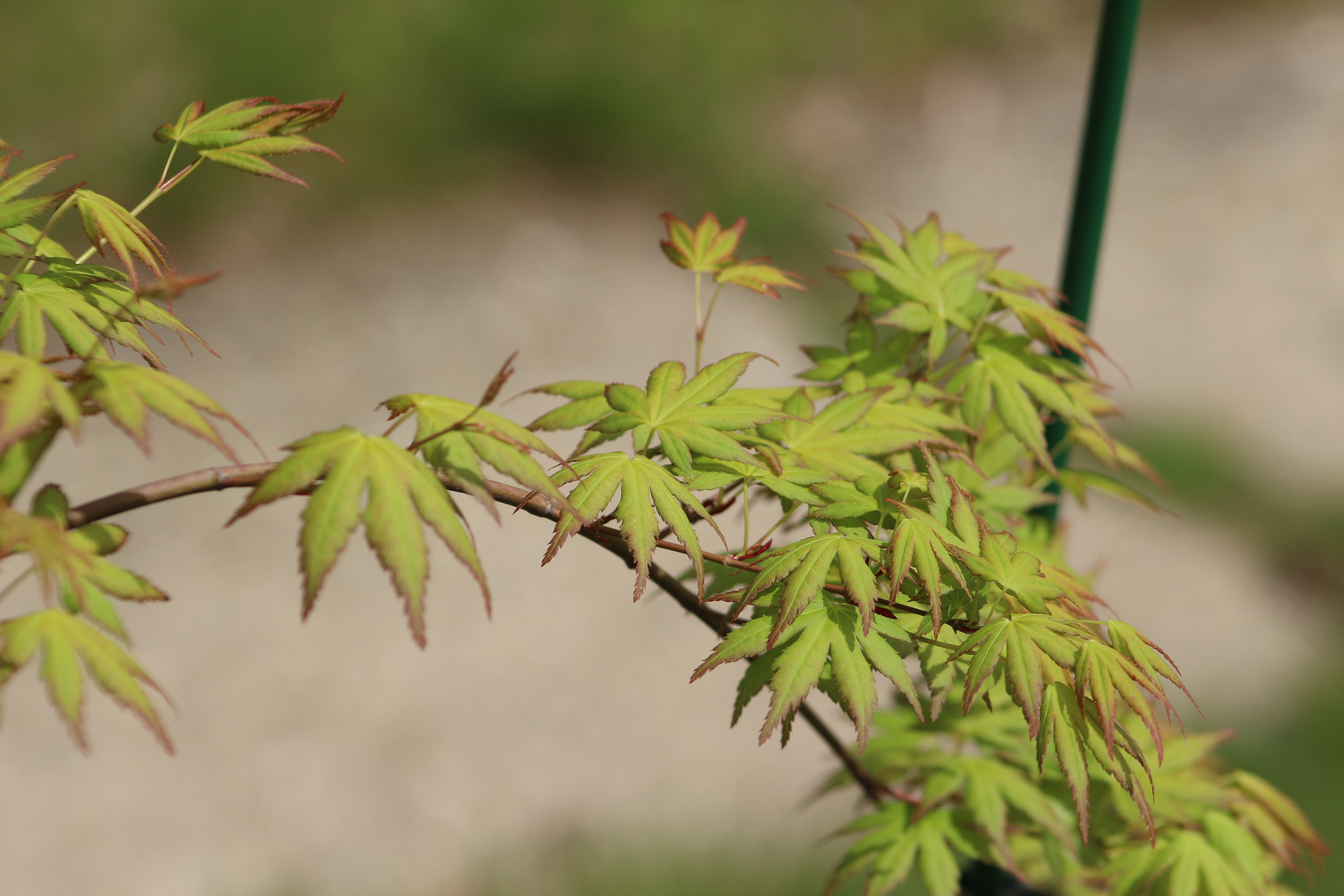 A Ryusen Japanese maple in a garden