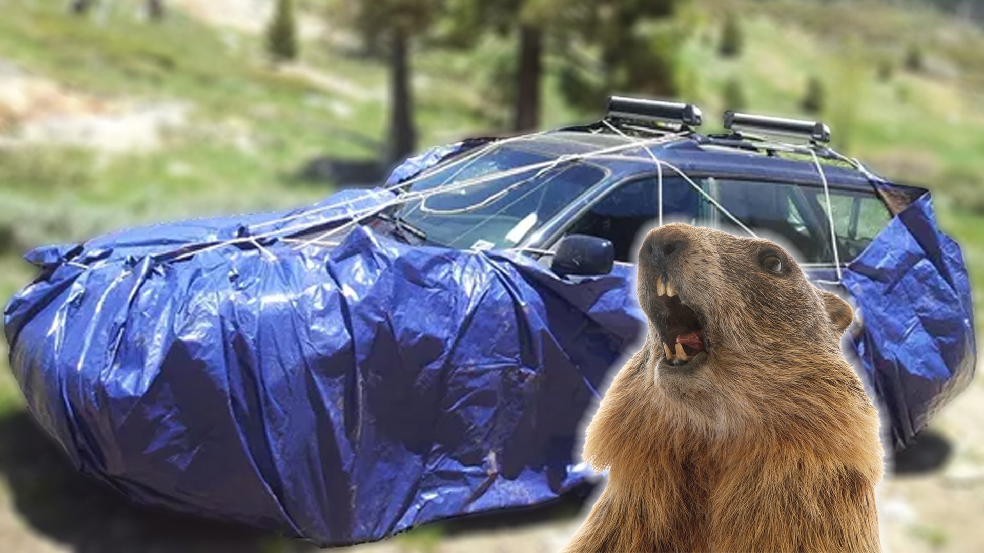 Tarp in use to protect a car from marmots