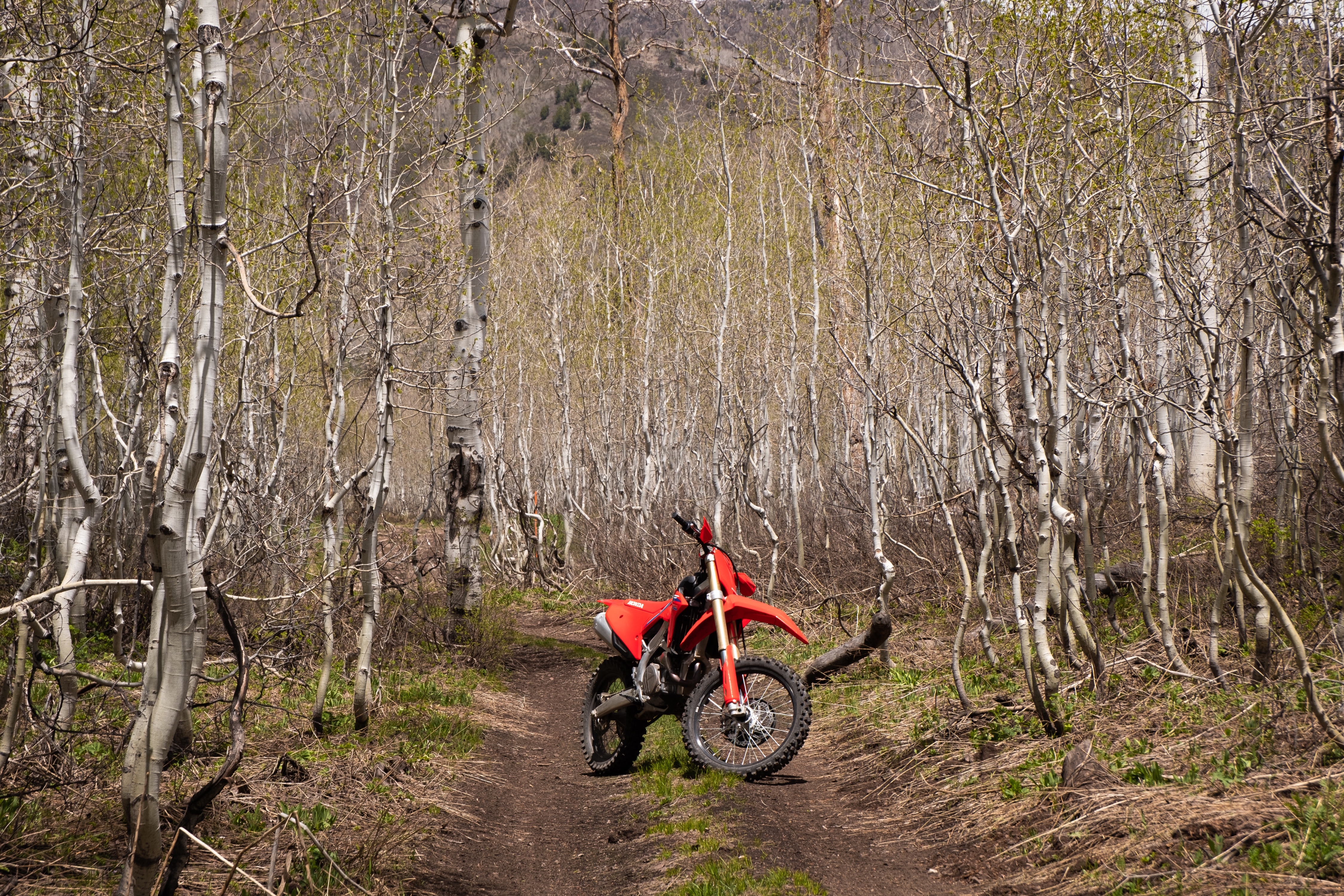 The CRF450RX in an aspen grove.