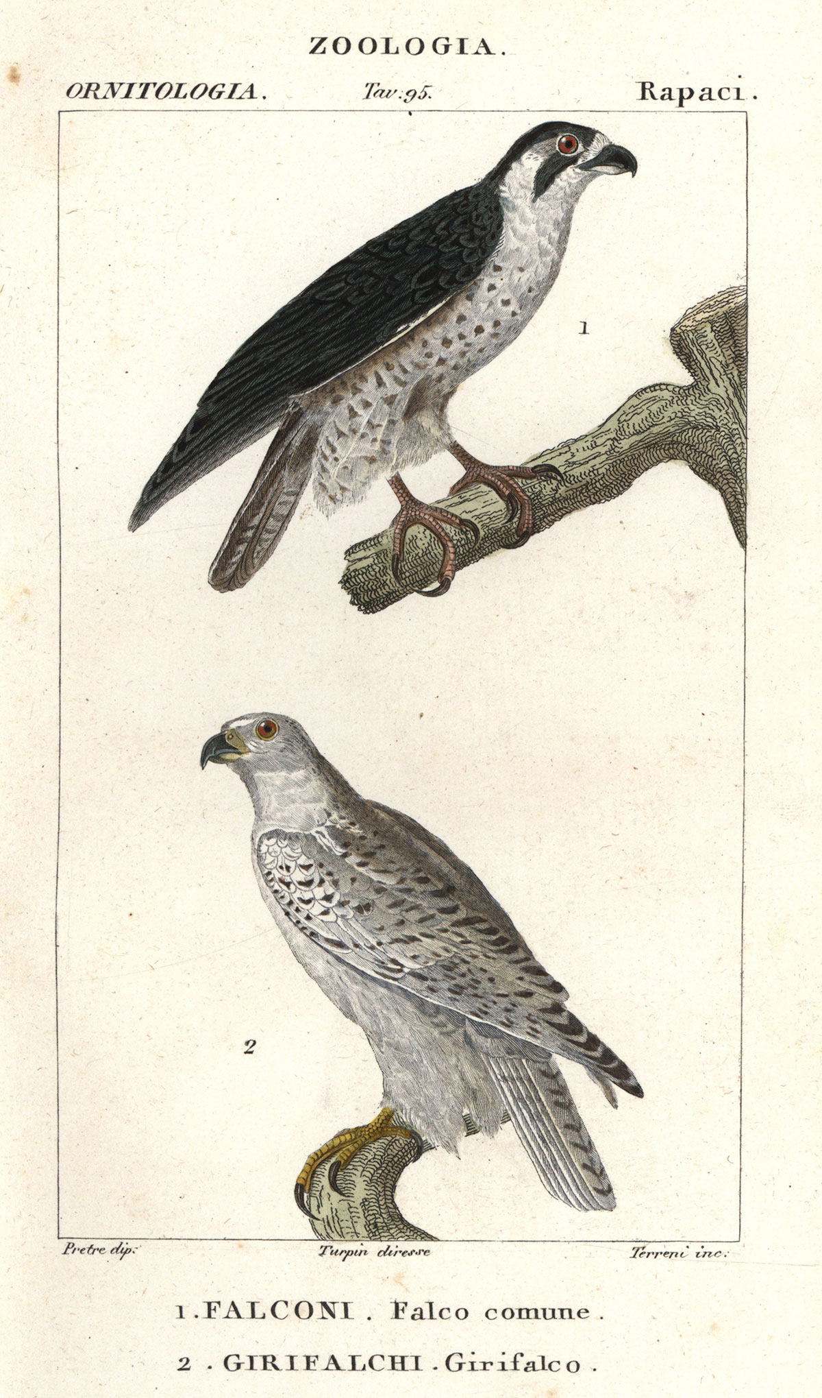 020216-birds-detroys-drones-gyrfalcon-art.jpg