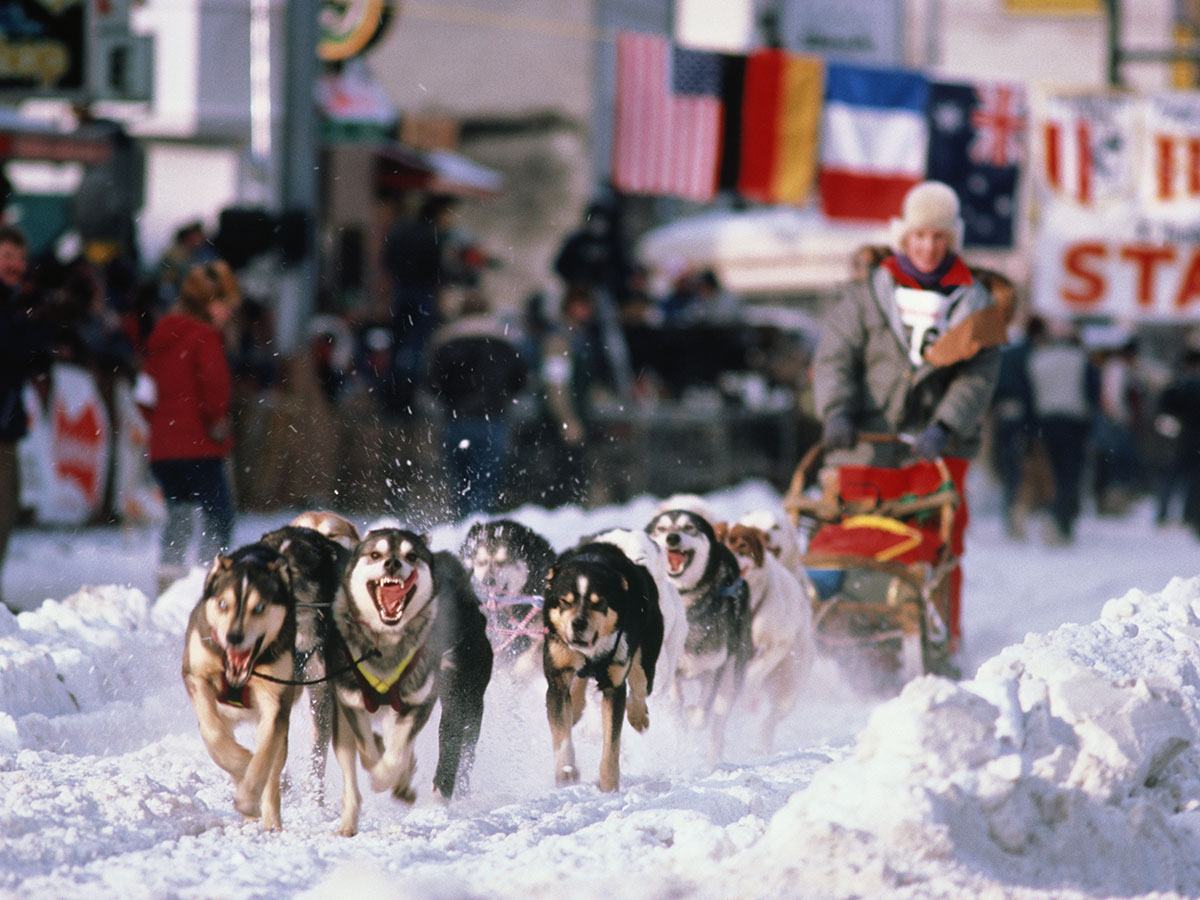 iditarod-dog-race-art-2.jpg