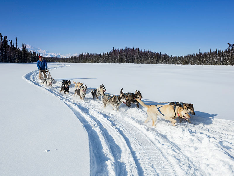 iditarod-dog-race-art-21.jpg