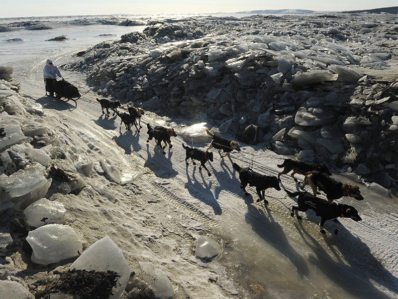 iditarod-dog-race-art-9.jpg