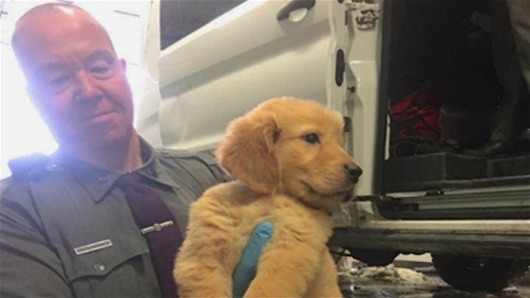 Van Crash in New York Nearly Kills More Than 100 Puppies