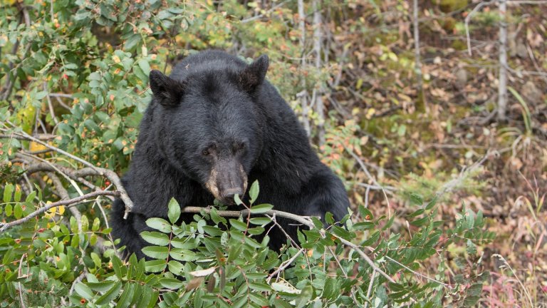 Virginia Bear Locks Himself in SUV, Honks to Alert Owner