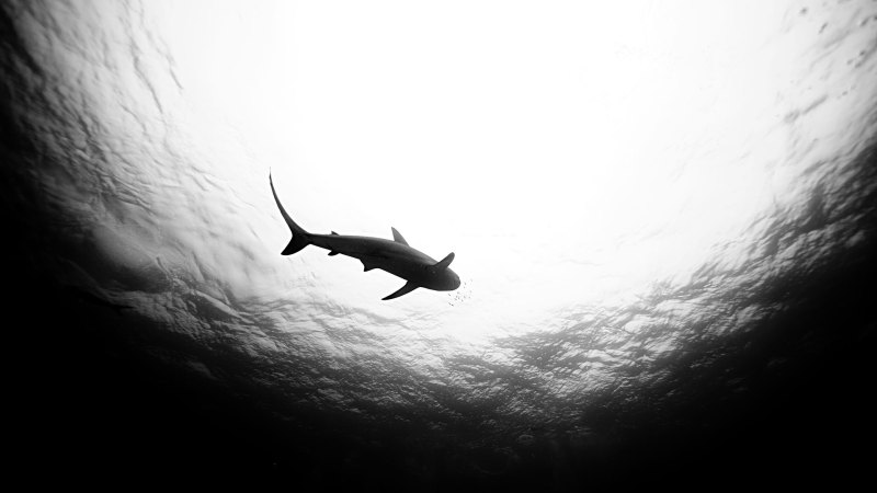 The Weird, Wild Saga of Gizmondo, Part 5: Coming to America