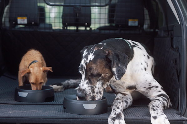 message-editor%2F1535146313783-lrpetpacksfordogsbowls24081809-resize-1024x576.jpg